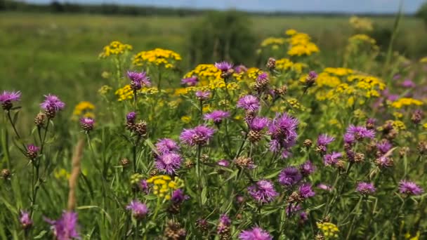 Schöne Wildblumen auf der Wiese. — Stockvideo