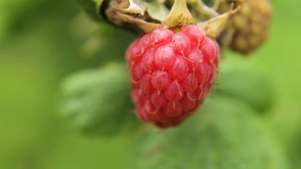 Nahaufnahme von reifen Himbeeren. — Stockvideo