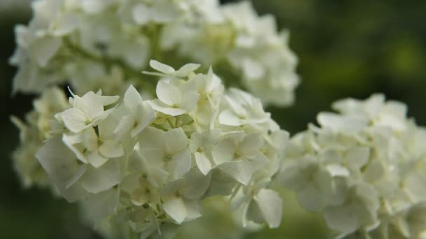 Vackra vita wildflower. — Stockvideo