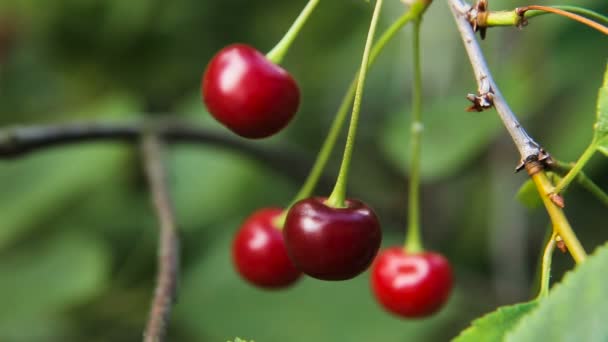 Fruta de cereza en la rama. — Vídeo de stock