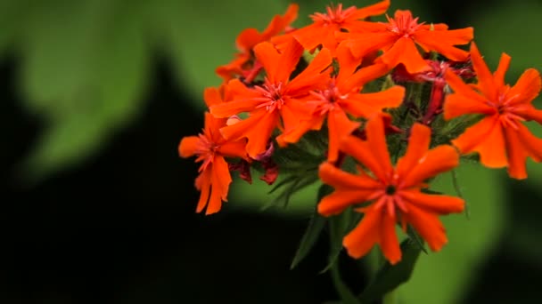 Красивый красный полевой цветок — стоковое видео
