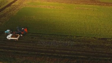 Havuç çiftçiler sahasında hasat. Havadan görünümü.