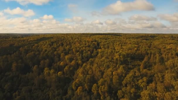 Autumn forest,aerial view. — Stock Video