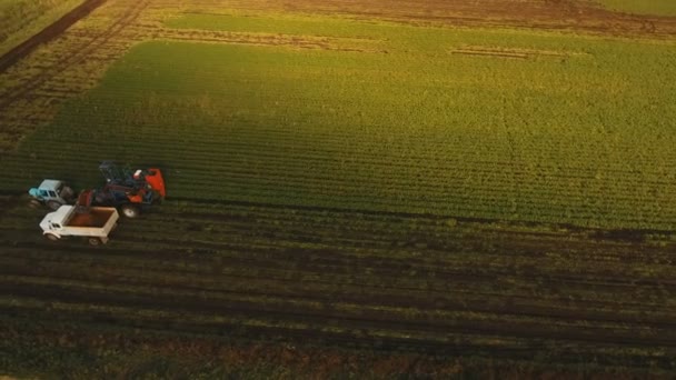 Karotka sklizně na poli zemědělci. Letecký pohled. — Stock video