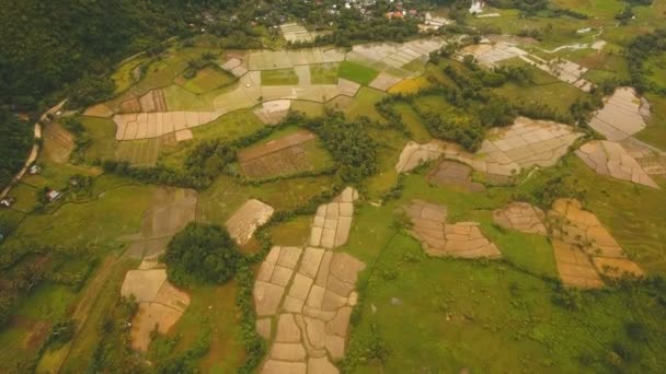 Aerial view of a rice field. Philippines — Stock Video