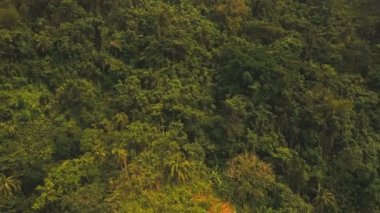 Tropikal orman ile Dağları. Filipinler Catanduanes Adası.