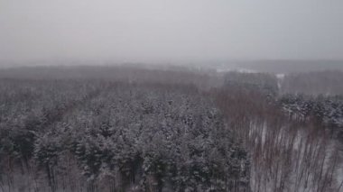 Ormanlı kış manzarası.