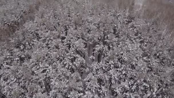 Winterlandschap met bos. — Stockvideo