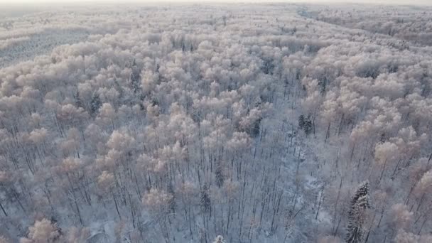 Paisaje invernal con bosque. — Vídeo de stock