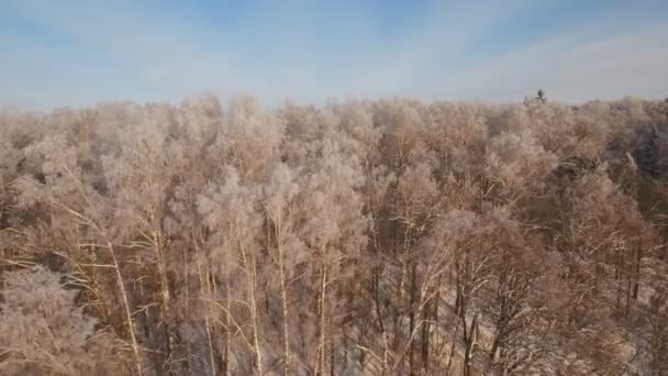 Winter landscape with forest. — Stock Video