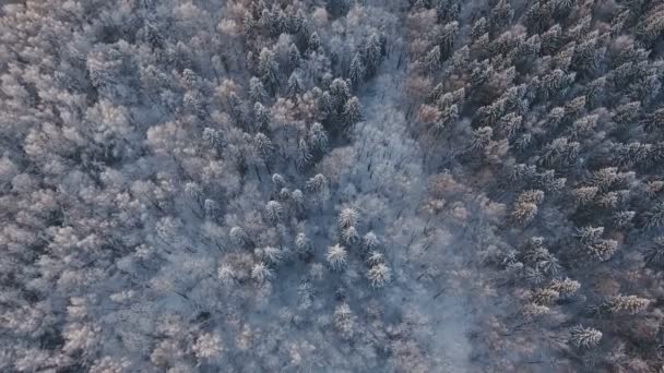 Paesaggio invernale con foresta. — Video Stock