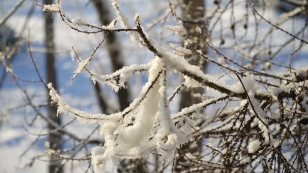 雪覆盖着的树分支. — 图库视频影像