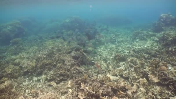 Arrecife de coral y peces tropicales. Filipinas — Vídeo de stock