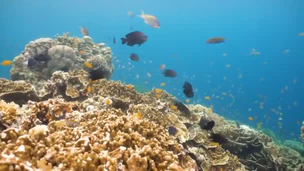 Coral reef and tropical fish.Philippines — Stock Video