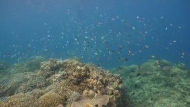 Mercan ve tropikal balık. Filipinler