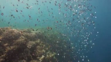 Mercan ve tropikal balık. Filipinler