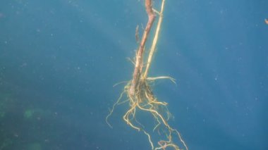 Ağaç kök altında su ile.