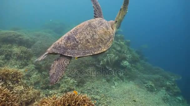 Tortue de mer sous l'eau . — Video