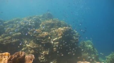 Mercan ve tropikal balık. Filipinler