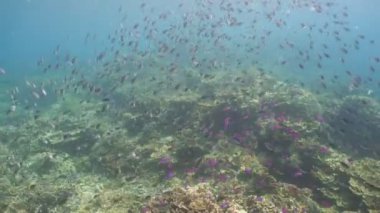 Mercan ve tropikal balık. Filipinler
