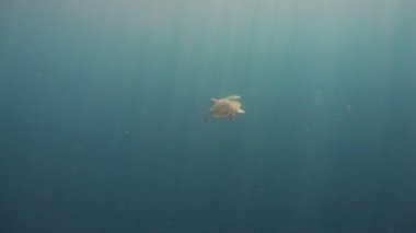 Deniz kaplumbağası su altında.