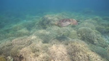 Deniz kaplumbağası su altında.