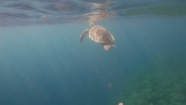 Merikilpikonna veden alla . — kuvapankkivideo