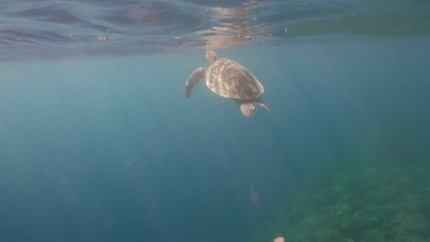 Tortue de mer sous l'eau . — Video