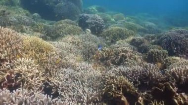 Mercan ve tropikal balık. Filipinler