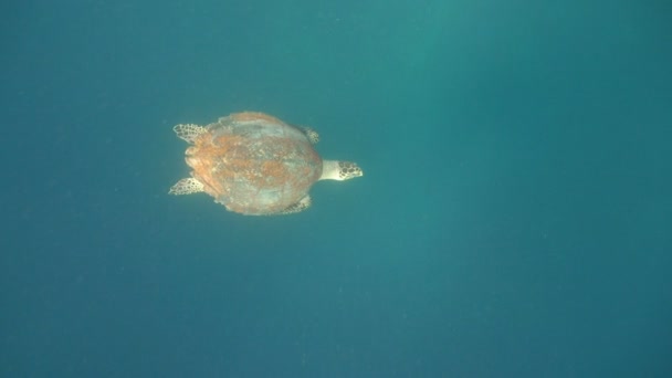 Żółw morski pod wodą. — Wideo stockowe