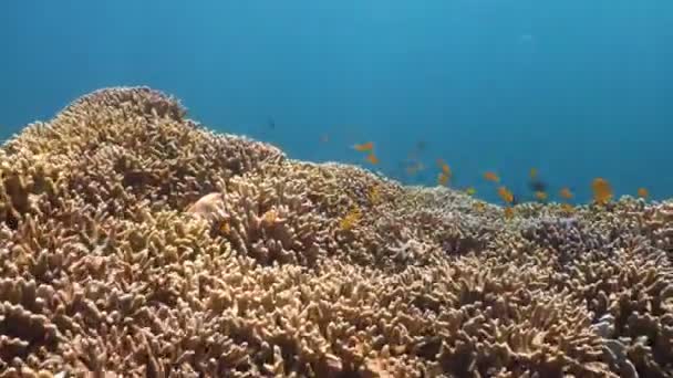 Arrecife de coral y peces tropicales. Filipinas — Vídeo de stock