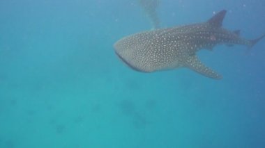 Balina köpekbalığı okyanus içinde.