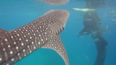 Balina köpekbalığı okyanus içinde.