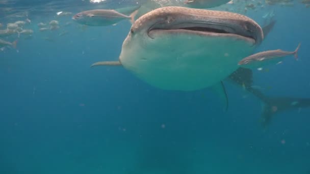在海洋中的鲸鲨. — 图库视频影像