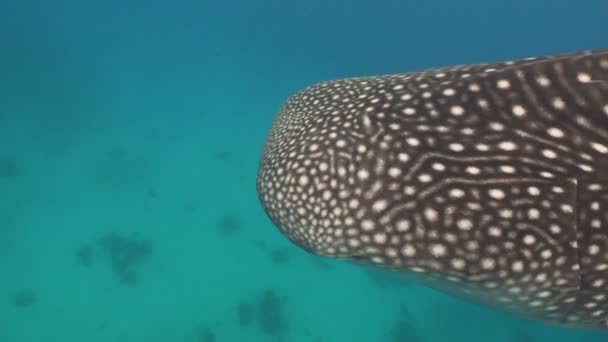 Tubarão-baleia no oceano . — Vídeo de Stock