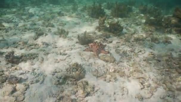 Starfish on coral. — Stock Video