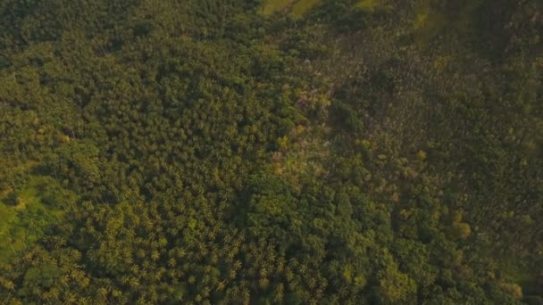 Tropikal orman dağlarda. Camiguin Adası Filipinler. — Stok video