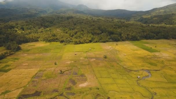 Vista aérea de um campo de arroz. Filipinas — Vídeo de Stock