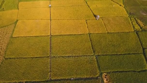 Flygfoto över ett risfält. Filippinerna — Stockvideo
