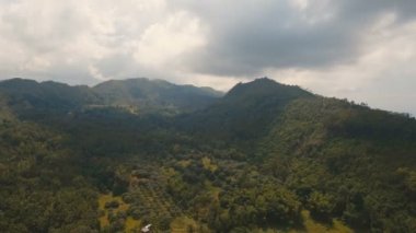 Tropikal ormanlı dağlar. Filipinler Cebu Adası.