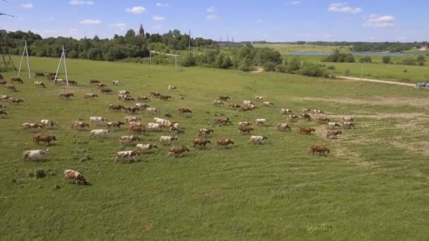 Luchtfoto uitzicht: koeien wandelen langs de weg — Stockvideo