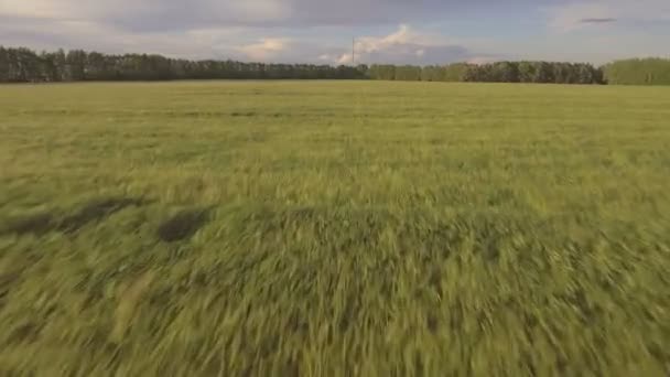 Вид с воздуха: Полет над зеленым полем . — стоковое видео