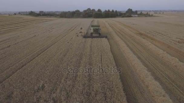 Luftbild Mähdrescher erntet ein Weizenfeld. — Stockvideo