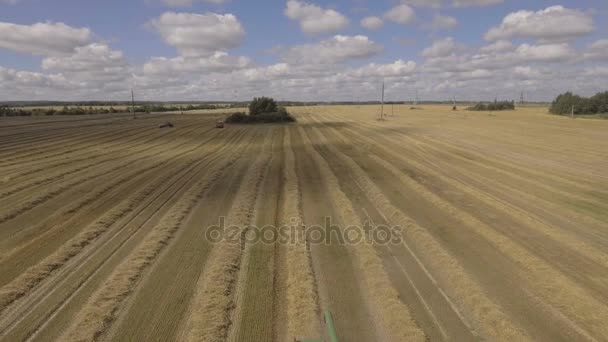 Aerial view combine harvesting a field of wheat. — Stock Video