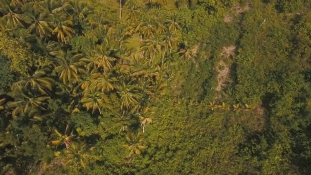 Montagnes avec forêt tropicale. Philippines Cebu île.