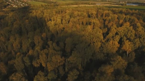 Herfst bos, luchtfoto. — Stockvideo