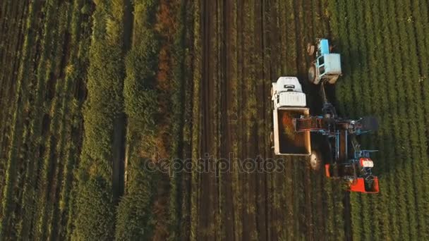 Cosecha de zanahoria en el campo de los agricultores.Vista aérea . — Vídeo de stock