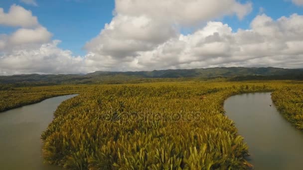 Mangrove forest in Asia. Philippines Catanduanes island. — Stock Video