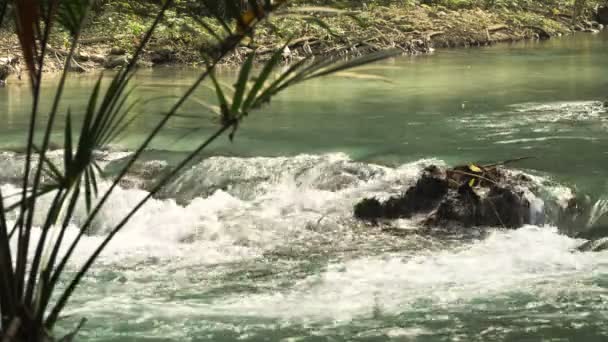 Río en la selva tropical — Vídeos de Stock