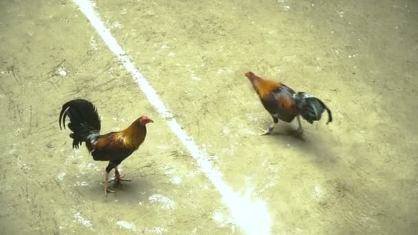 Cock fighting in the Philippines — Stock Video